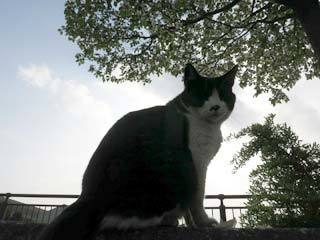 朝の空と猫