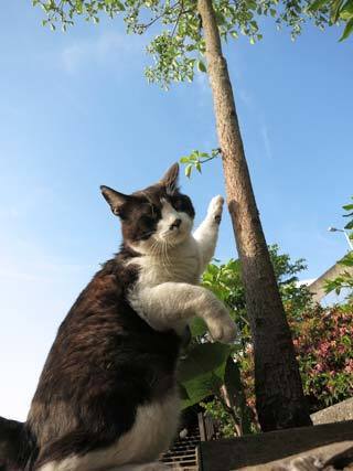 青空と猫