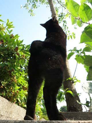 朝の空と猫