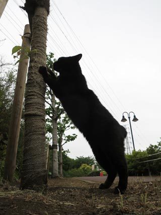朝の空と猫