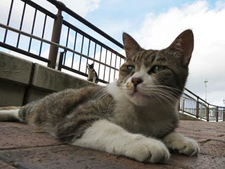朝の空と猫