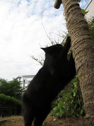 朝の空と猫