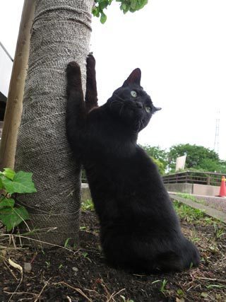 朝の空と猫