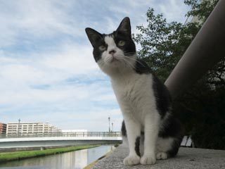 朝の空と猫
