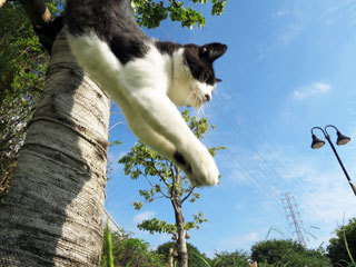 朝の空と猫