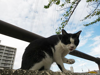 朝の空と猫
