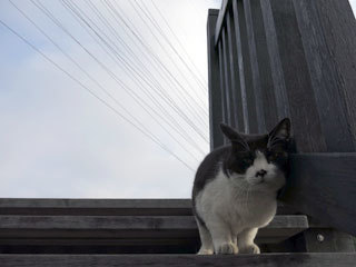 朝の空と猫