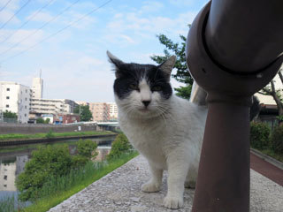 朝の空と猫