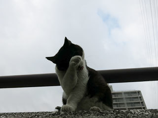 曇り空と猫