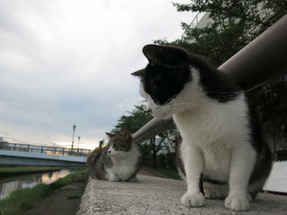 朝の空と猫