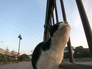 朝の空と猫