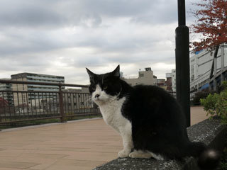 朝の空と猫