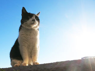 朝の空と猫